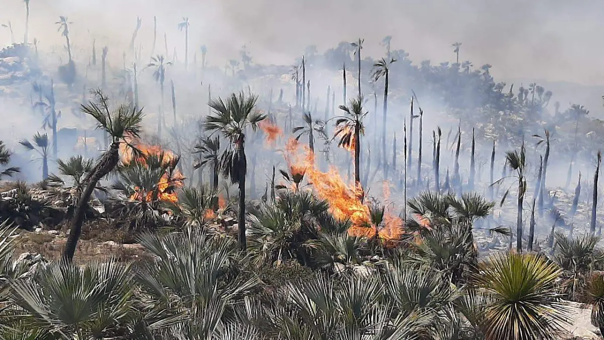 INCENDIO BIOSFERA 02 Ayto Atexcal